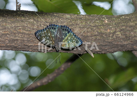 スミナガシ 66124966