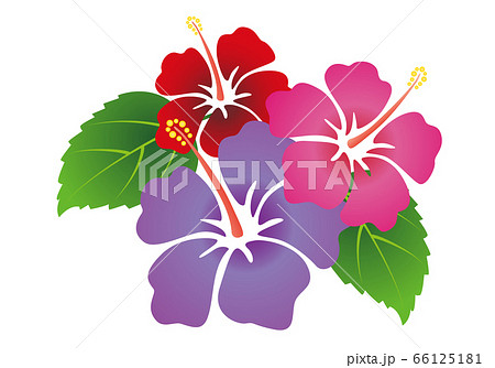 赤系のハイビスカスの花のイラスト のイラスト素材