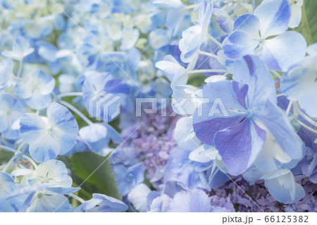 アジサイ 明るく涼しげなクローズアップ　a-4 ソフトイメージ 66125382