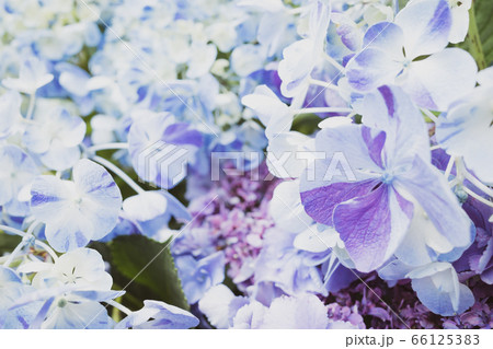 アジサイ 明るく涼しげなクローズアップ　a-5 フィルム調 66125383