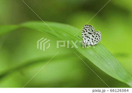 ゴイシシジミ 66126364