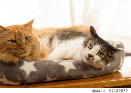 仲良し猫ちゃん キジトラ猫 茶トラ猫 多頭飼い 仲良し猫ちゃん キジトラ猫 茶トラ猫 多頭飼い 66126870