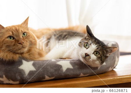 仲良し猫ちゃん キジトラ猫 茶トラ猫 多頭飼い 仲良し猫ちゃん キジトラ猫 茶トラ猫 多頭飼い 66126871