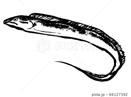 太刀魚 水彩画 太刀魚 水彩画 66127392