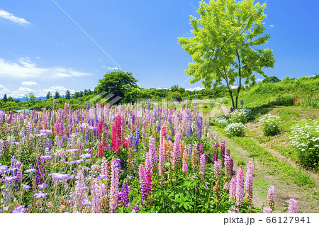 ルピナスの丘と小道 66127941
