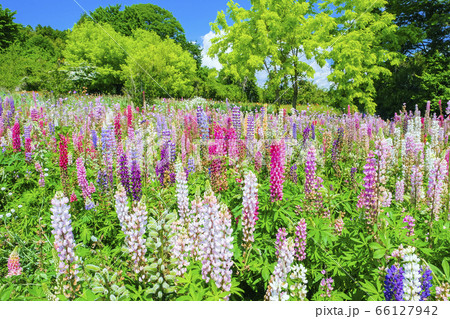 ルピナスの花畑の写真素材