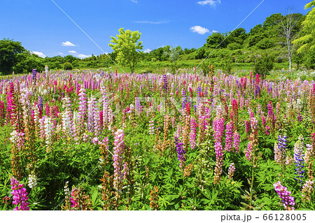ルピナス咲く丘 66128005