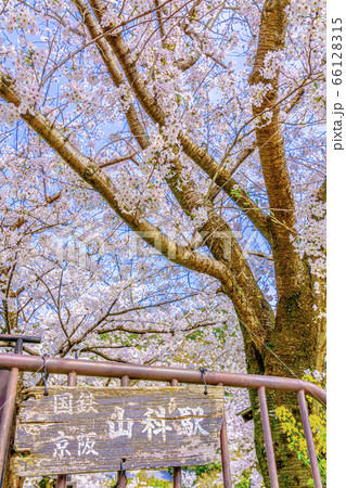 京都　山科疎水の桜　 66128315