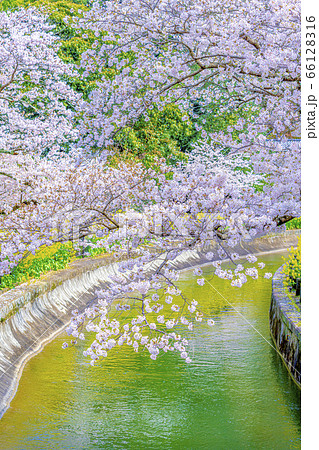 京都　山科疎水の桜　 66128316