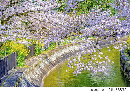 京都 山科疎水の桜 京都 山科疎水の桜 66128335
