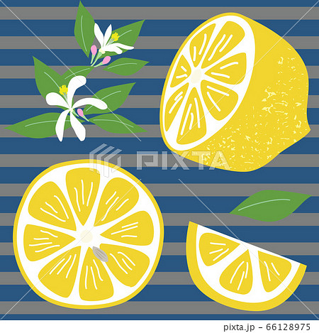 手描きの輪切りレモンと花と葉のイラスト素材