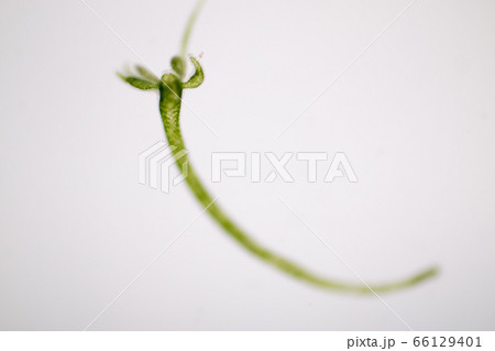 Hydra is a genus of small, fresh-water animals of the phylum Cnidaria and class Hydrozoa under the microscope for education. 66129401