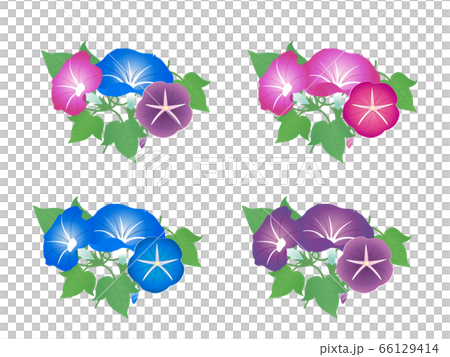 Beautiful morning glory illustration material 66129414