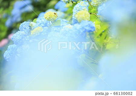 北海道せたな町立象山の紫陽花とトンボ 66130002