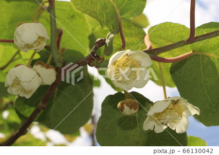 5月に開花したキウイフルーツの白い花の写真素材