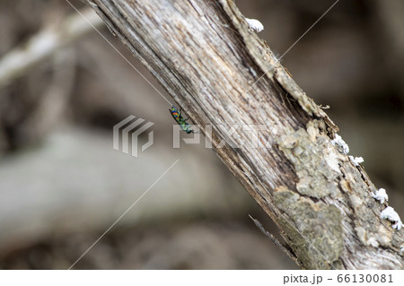 ムツバセイボウ ムツバセイボウ 66130081