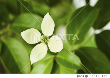 シンボルツリー常緑ヤマボウシの花 シンボルツリー常緑ヤマボウシの花 66130138