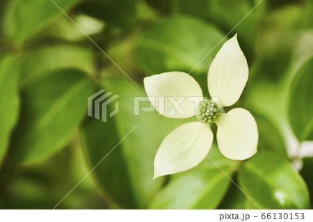 シンボルツリー常緑ヤマボウシの花の写真素材