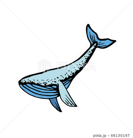 Whale. Hand-drawn vector illustration. Isolated on white. 66130197