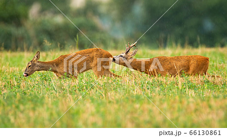 Couple of roe deer buck and doe in summer mating season on stubble field Couple of roe deer buck and doe in summer mating season on stubble field 66130861