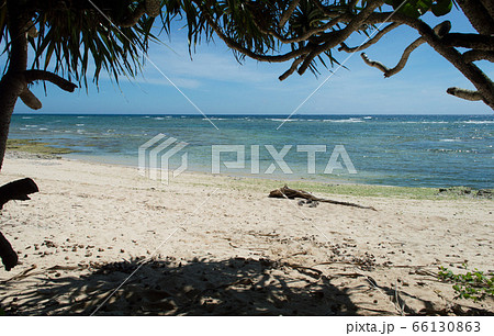 南国の木々の木陰とエメラルドグリーンの海と流木のある白い砂浜 南国の木々の木陰とエメラルドグリーンの海と流木のある白い砂浜 66130863