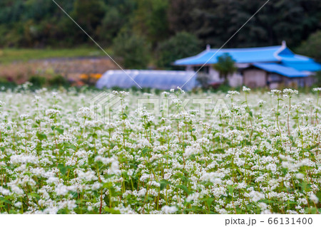 蓬坪 ソバ畑 風景 66131400