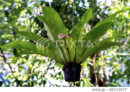 Asplenium nidus in pots hanging Asplenium nidus in pots hanging 66131677