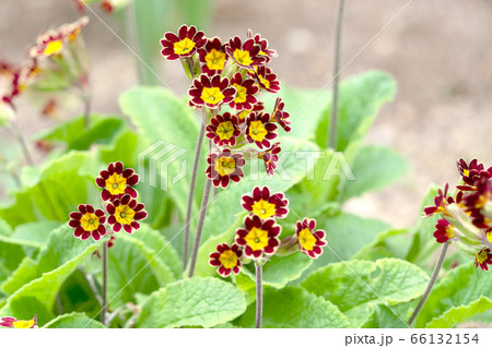 プリムラ　ゴールドレース　ポリアンサ 66132154