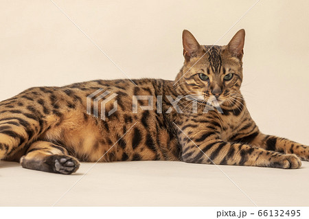 おデブなベンガル猫の写真素材