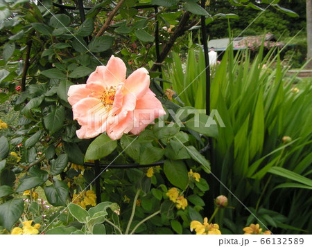 薄桃色のバラの花 66132589