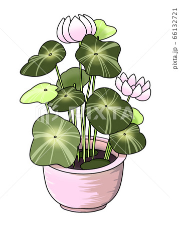 ハスの鉢植えのイラスト素材