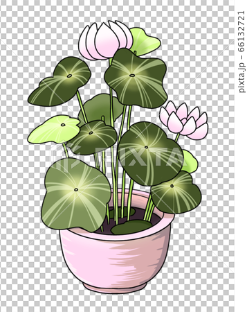 ハスの鉢植えのイラスト素材