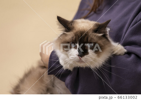 上品なラグドール猫 上品なラグドール猫 66133002