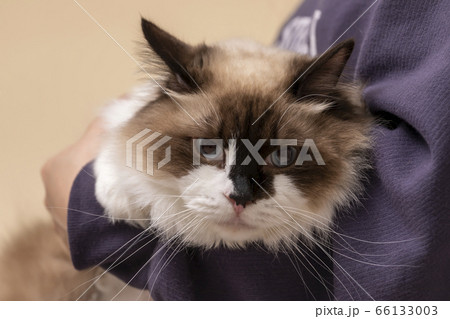 上品なラグドール猫 66133003