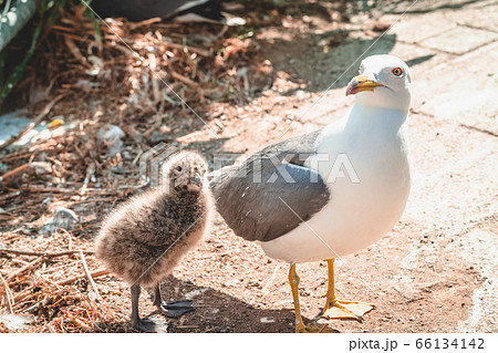 ウミネコ親鳥とヒナ 66134142