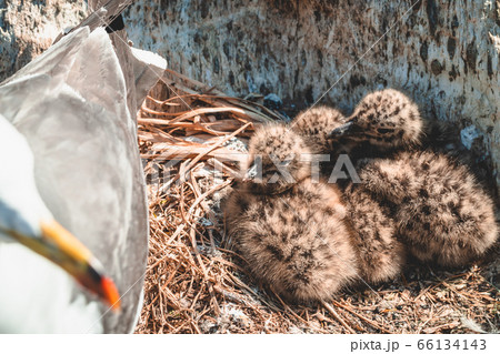 ウミネコ親鳥とヒナ ウミネコ親鳥とヒナ 66134143