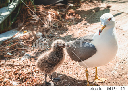 ウミネコ親鳥とヒナ ウミネコ親鳥とヒナ 66134146