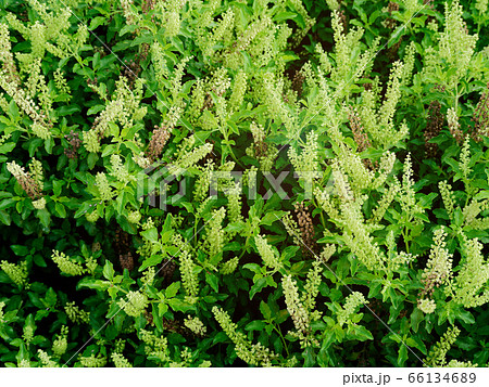 fresh sweet holy basil tree. fresh sweet holy basil tree. 66134689
