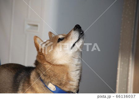 上を見上げる柴犬 横顔 の写真素材