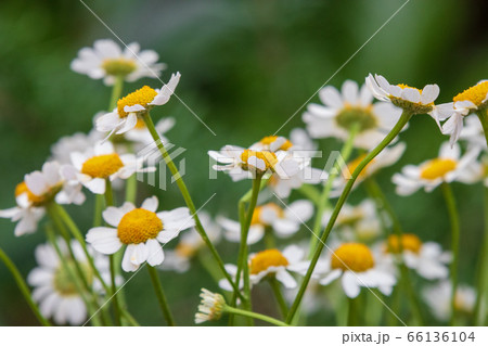 マトリカリアの花の写真素材