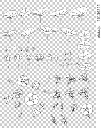 ラインアート　ボタニカル　2 66136225