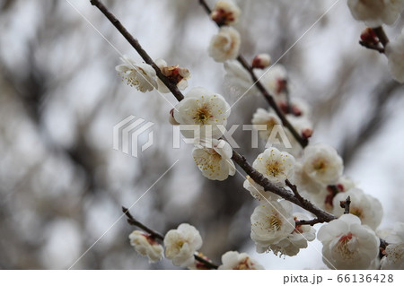 梅の花 梅の花 66136428