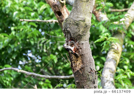 キツツキ 鳥 木 66137409
