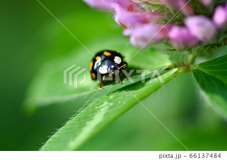 ナミテントウ 66137484