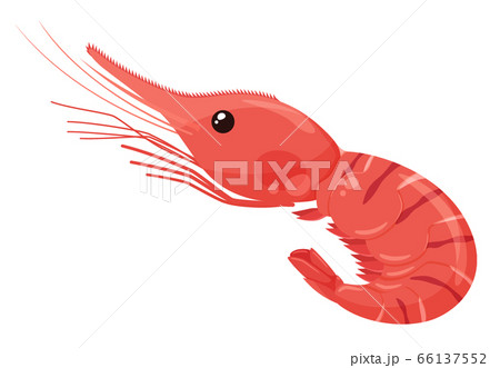 牡丹海老のイラスト 牡丹海老のイラスト 66137552