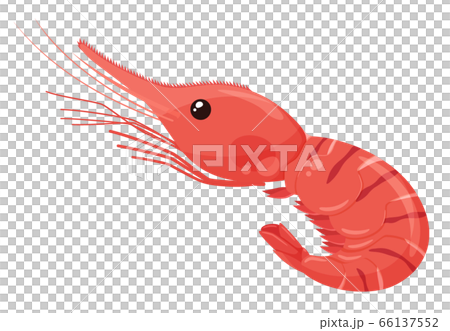 牡丹海老のイラスト 牡丹海老のイラスト 66137552