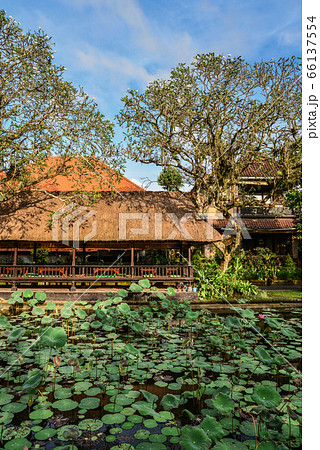 Empty cafe and pond with lotus 66137554