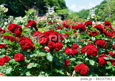 大町公園のバラ園（千葉県市川市大町自然観察園） 66137561