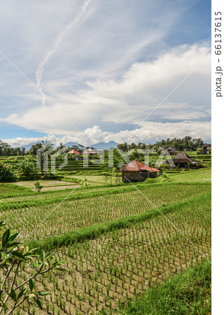 Rice fields in Ubud Rice fields in Ubud 66137615