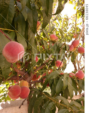 peach tree with fruits ripe peaches on a tree 66138045